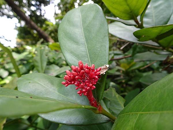 《台北市》幽靜的虎山溪步道~虎山環狀步道2， 半日漫慢遊(更