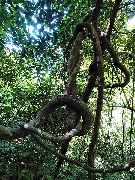 《新北烏來》內洞國家森林遊樂區~ 3條步道，順時鐘走法較不累