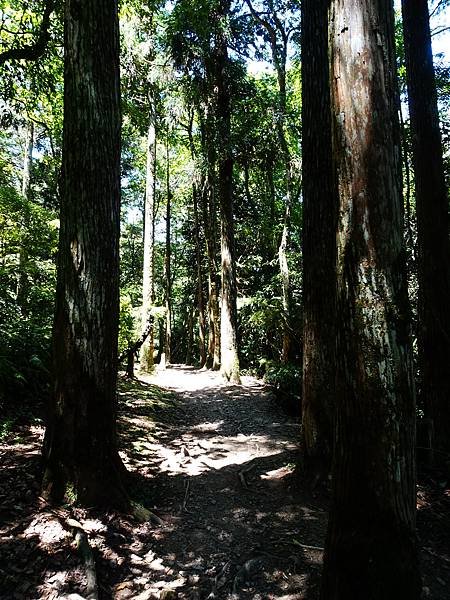 《新北烏來》內洞國家森林遊樂區~ 3條步道，順時鐘走法較不累