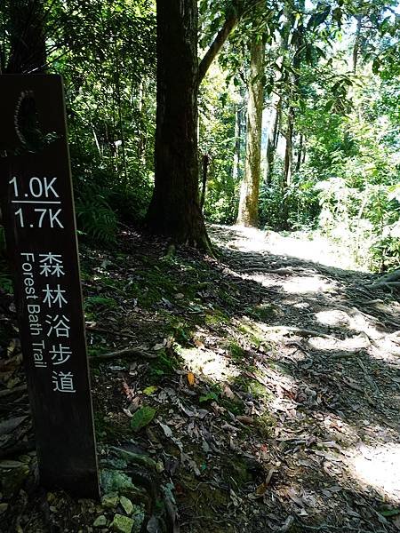 《新北烏來》內洞國家森林遊樂區~ 3條步道，順時鐘走法較不累