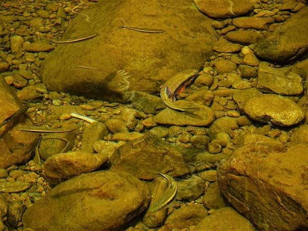 《新北市坪林》金瓜寮魚蕨步道(第一段)夏日清涼遊 2
