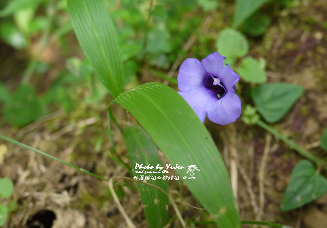 077外鳥嘴山_那結山