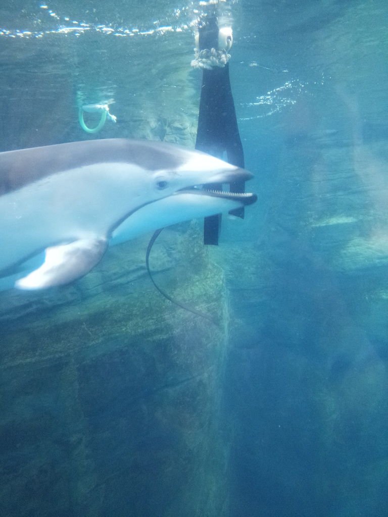 海豚餵食時間