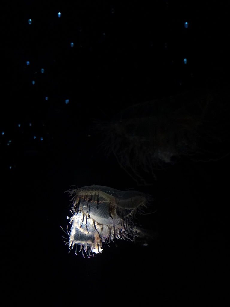 海遊館水母