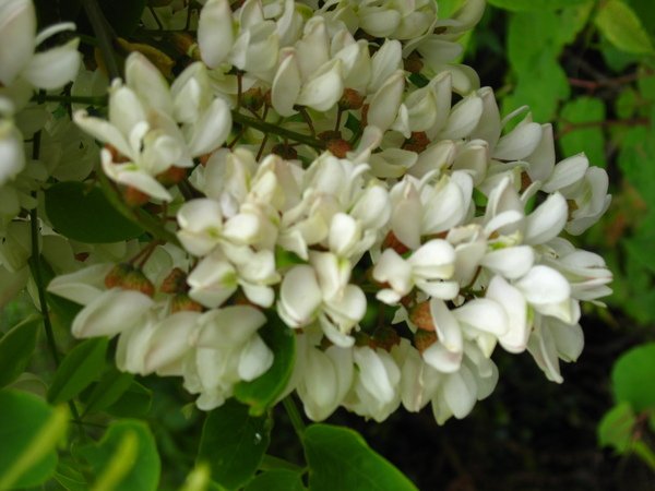 槴子花？？