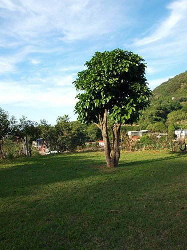 PA317509.jpg