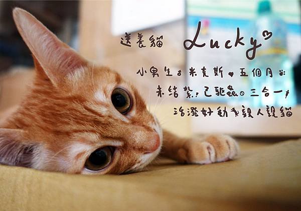 送養貓 - Lucky