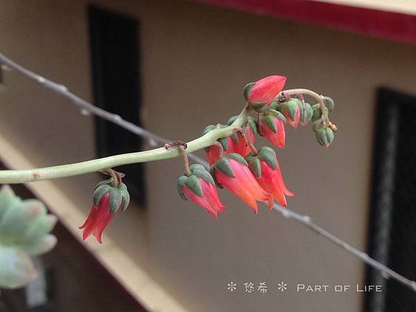 IMG_0350.JPG