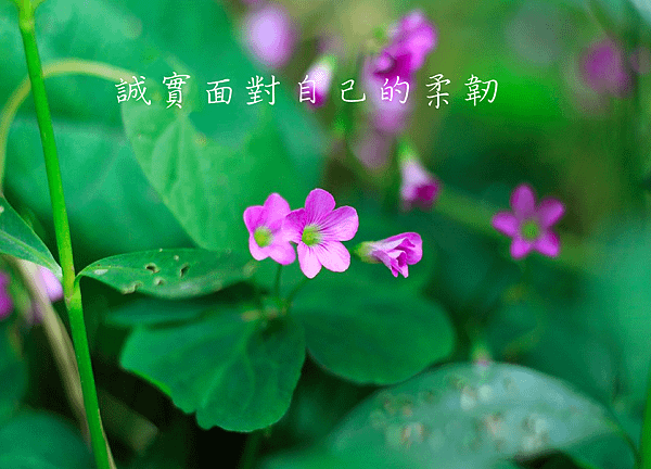 螢幕快照 2017-04-25 下午10.43.11.png