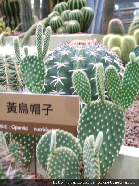 黃鳥麗子。