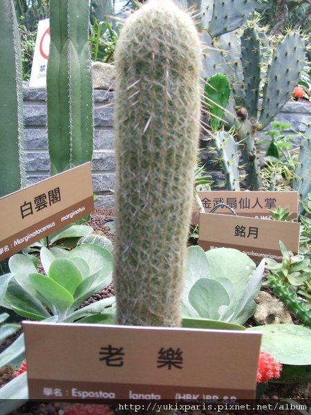 很有趣的老樂。