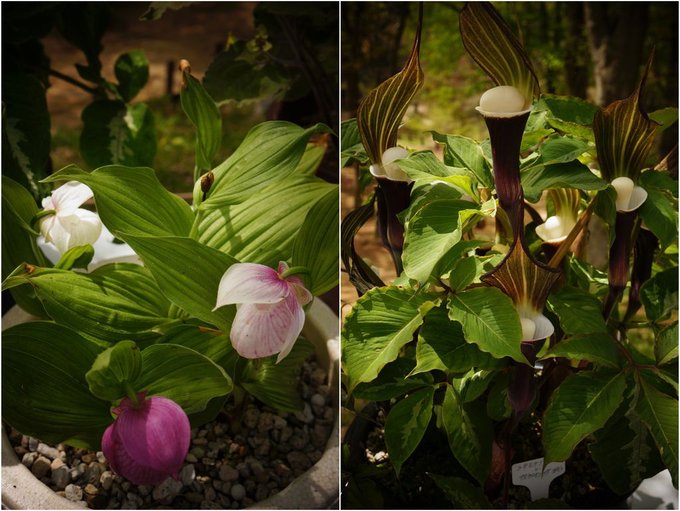 02_01六甲植物園_03