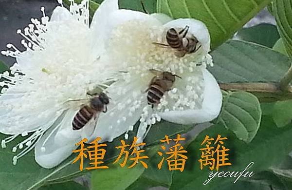 多隻蜜蜂採水晶芭樂花蜜-(種族藩籬).jpg