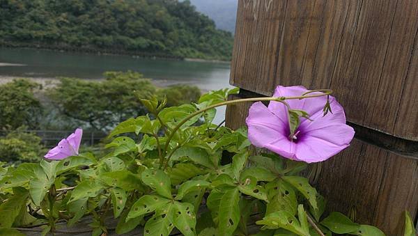 烏來_牽牛花