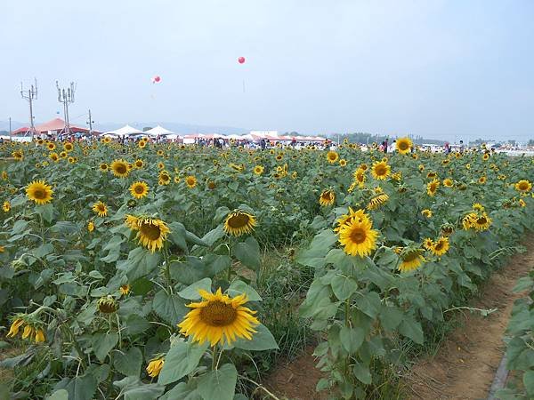 2014新社花海