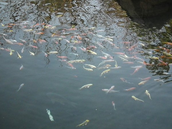 DSCF0624.JPG