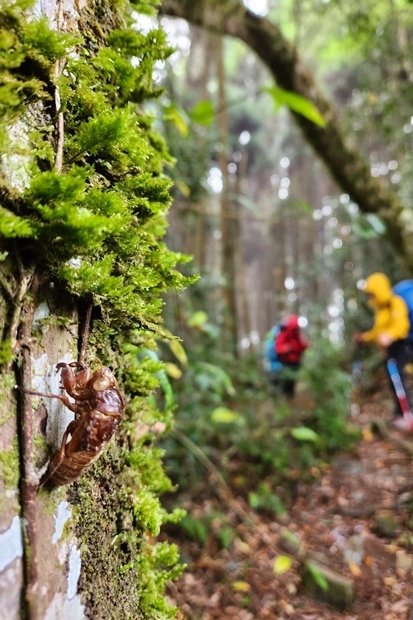 788_LINE_ALBUM_20837_22125_新竹五峰_比林山_大窩山_221206_16.jpg