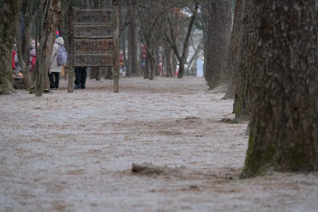 【韓國首爾玩雪】近郊玩雪之二 - 南怡島