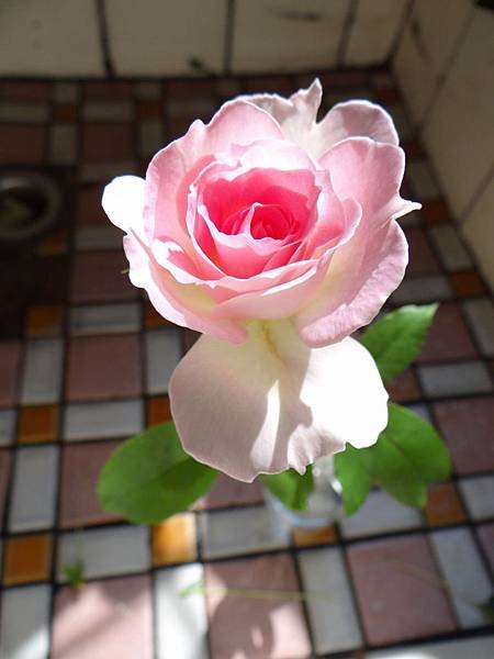 20131027瑪蒂丸達 (1)