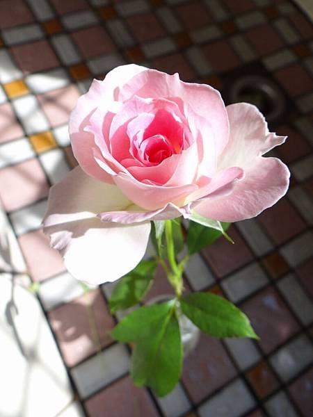 20131027瑪蒂丸達 (2)
