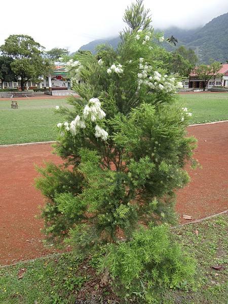 20140403澳洲茶樹花 (3)