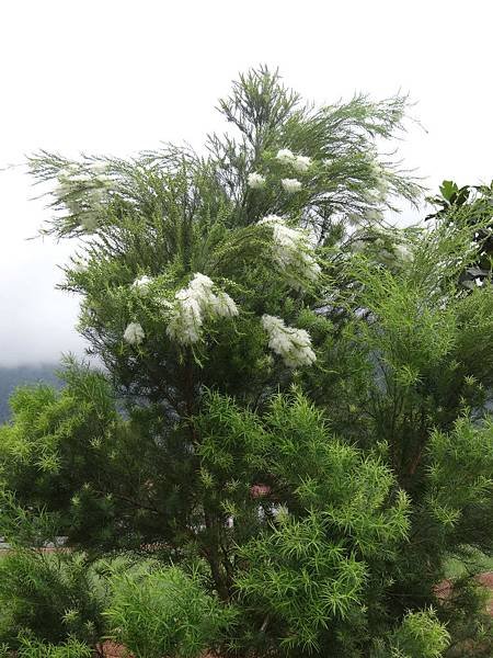 20140403澳洲茶樹的花