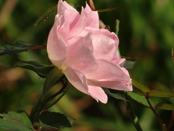 20141230幼兒園的四朵花