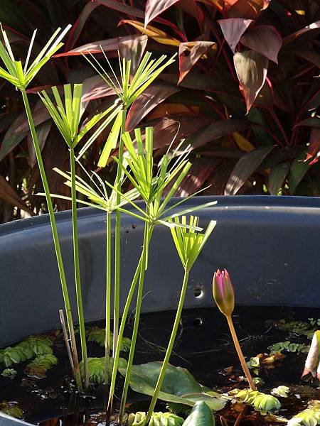 20141230水生植物