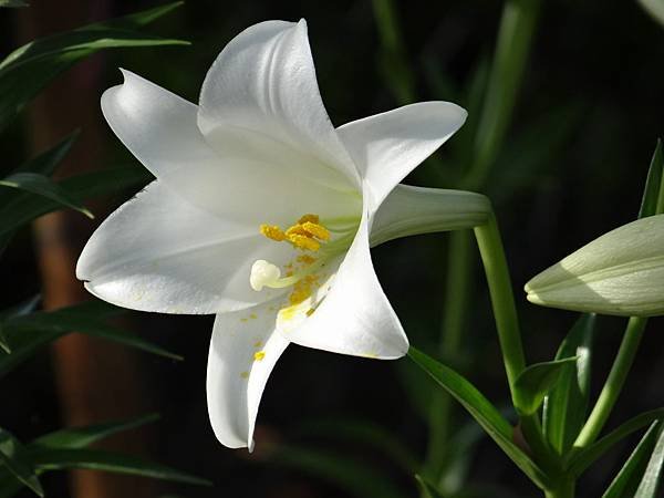 20150429高雅潔淨~鐵炮百合