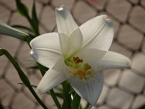 20150429鐵炮百合 (7)