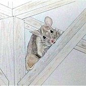 樑上之鼠 (2).jpg