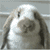 嚼嚼嚼.gif