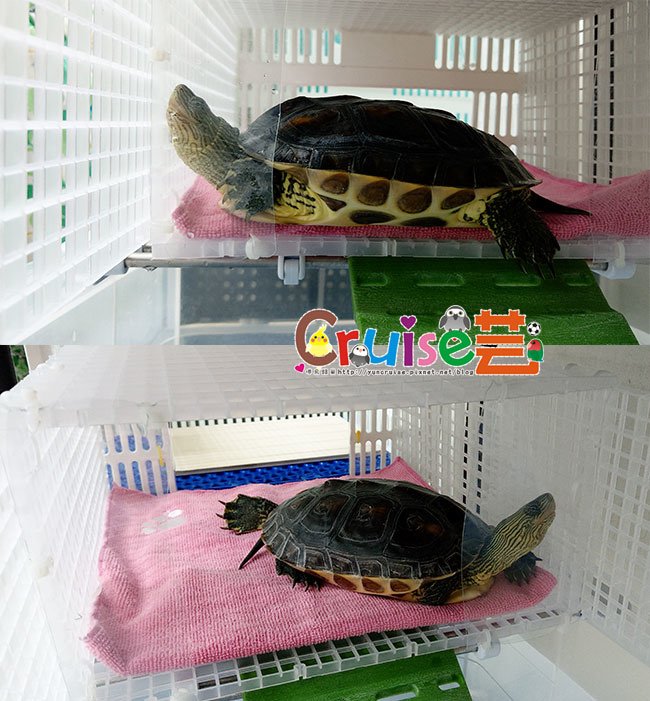 201011-丸圭新窩-(17).jpg