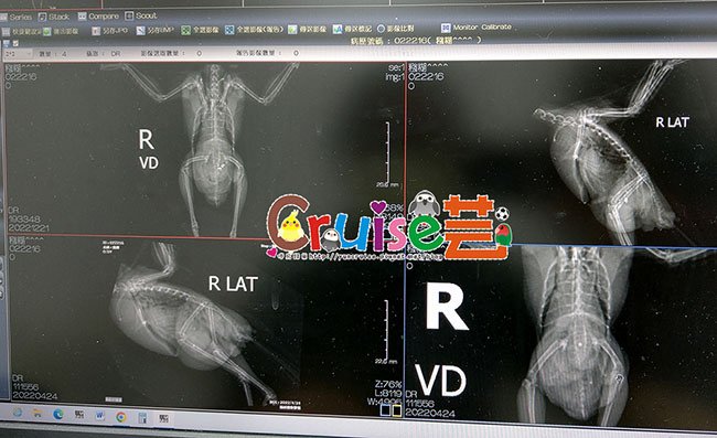 糨糊的身體狀況&amp;醫療記錄