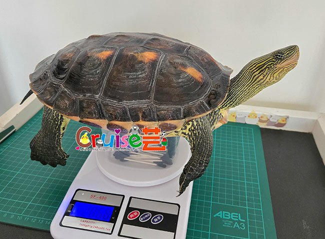 20250127_丸圭體重2868克-(3).jpg