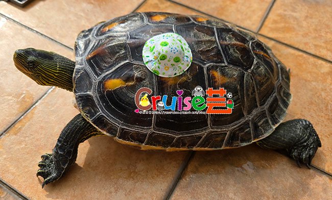 20250201_丸圭對比帽-(2).jpg