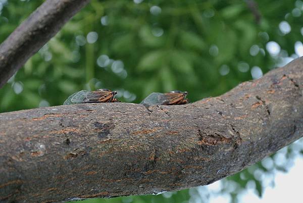2014_0715BB.JPG