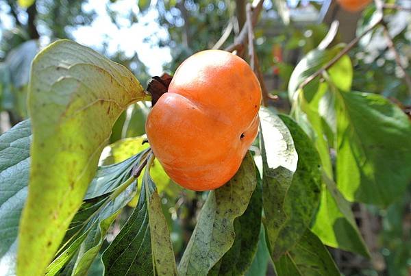 2012_1024AG.JPG