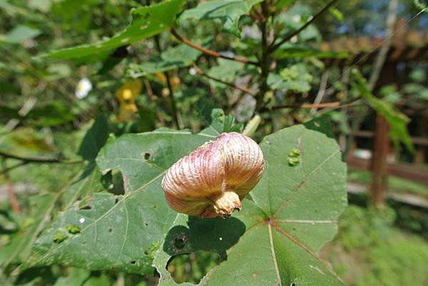 2014_1017BQ.JPG