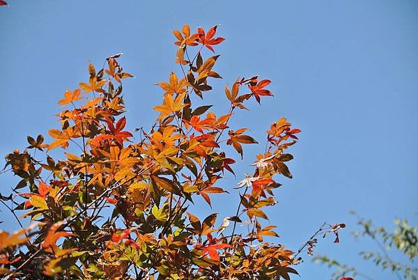 DSC_9825.JPG