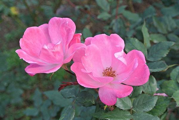 DSC_6897.JPG