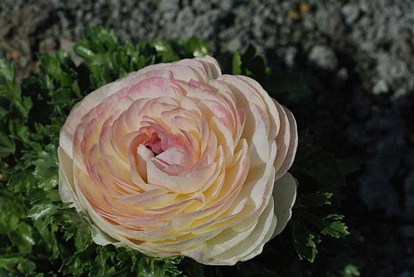 DSC_2025.JPG