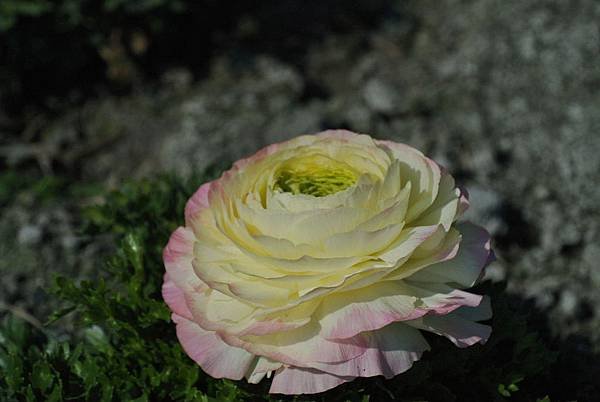 DSC_2026.JPG