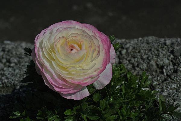 DSC_2031.JPG