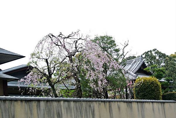 DSC_9134.JPG
