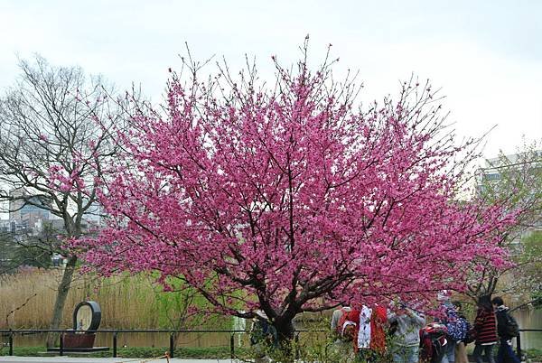 DSC_9174.JPG