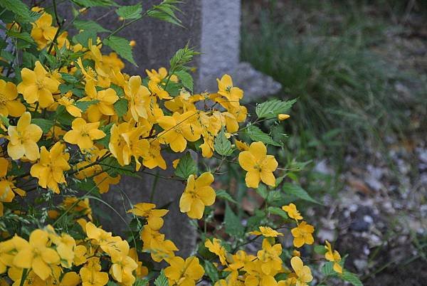 DSC_6373.JPG