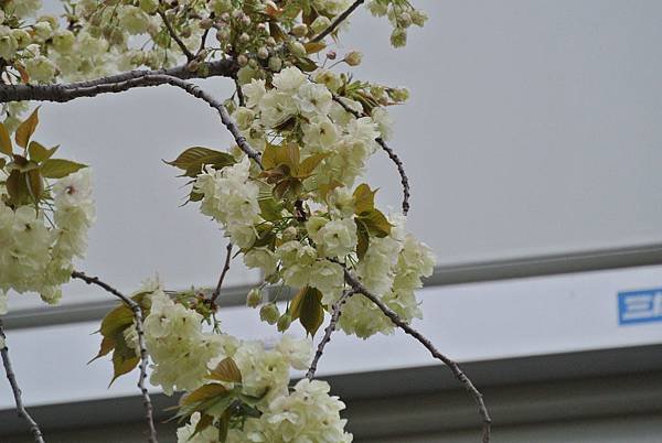 DSC_6298.JPG
