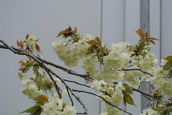DSC_6301.JPG