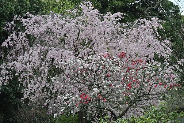 DSC_6312.JPG